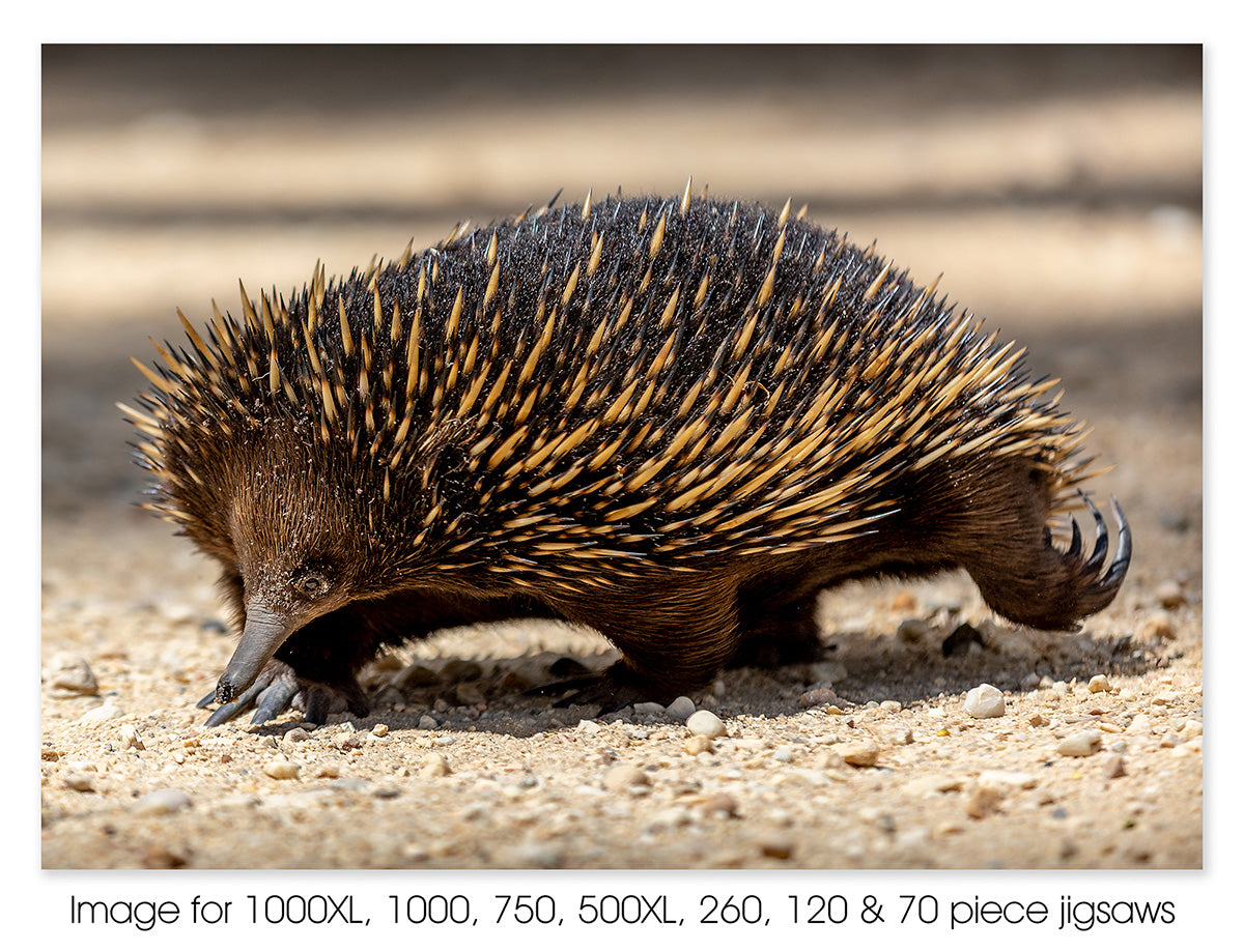 Echidna – Jigsaw Gallery