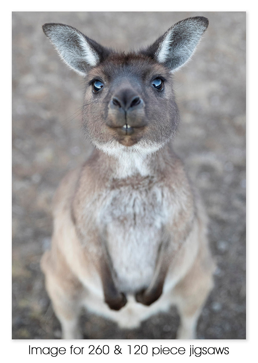 Kangaroo 03