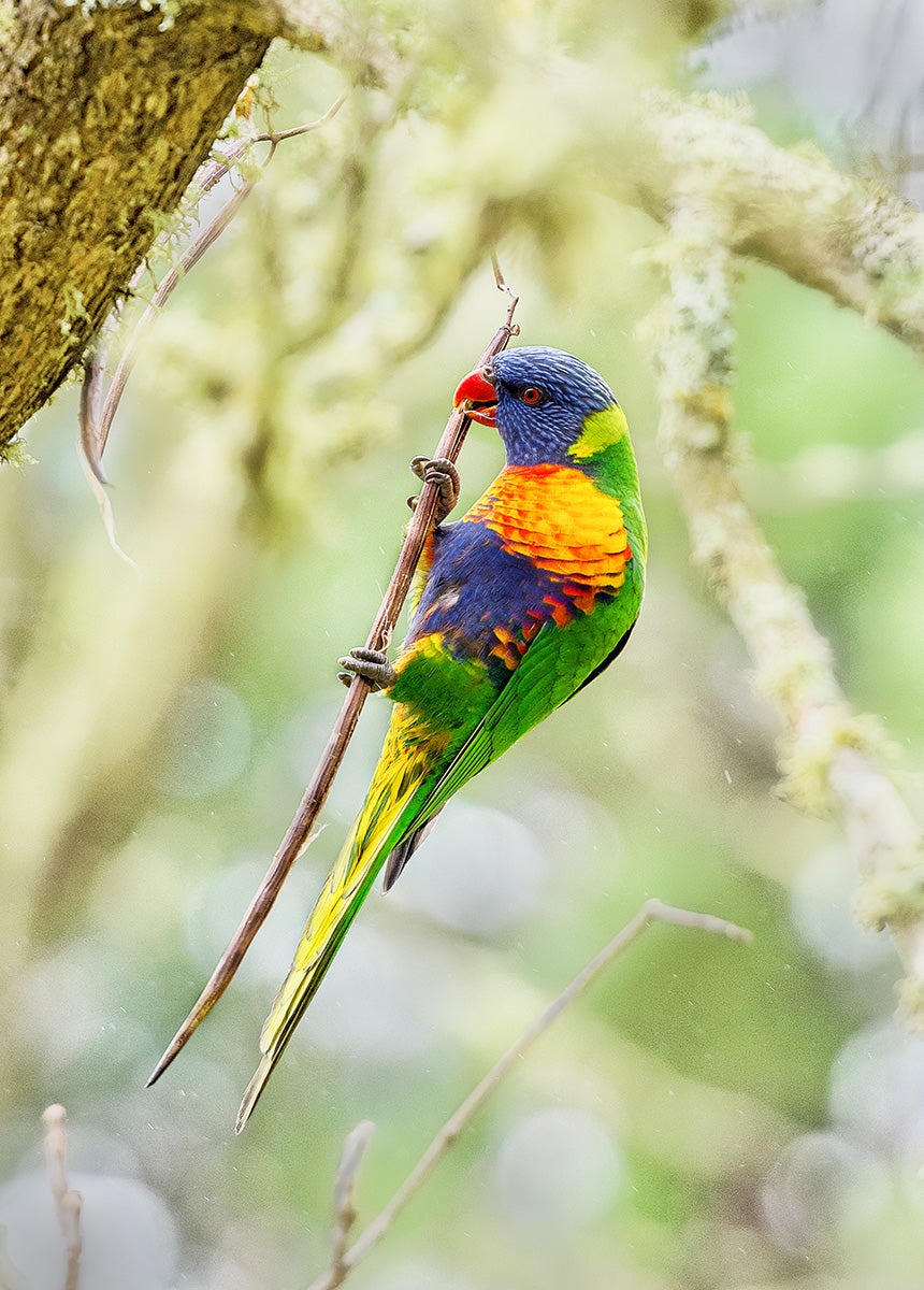 Print Rainbow Lorikeet 21x21cm - Eggpicnic main image 1
