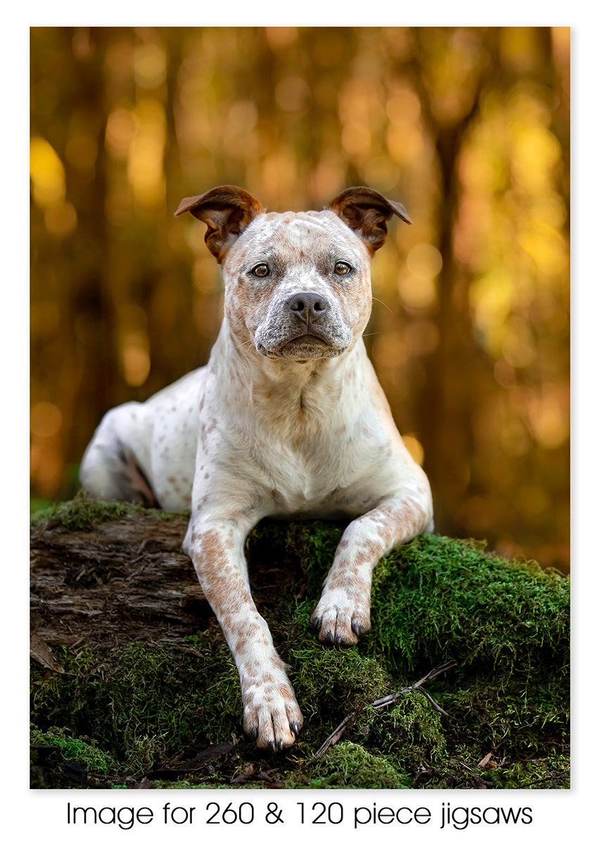Staffy x Red Heeler Jazz – Jigsaw Gallery - Main Image