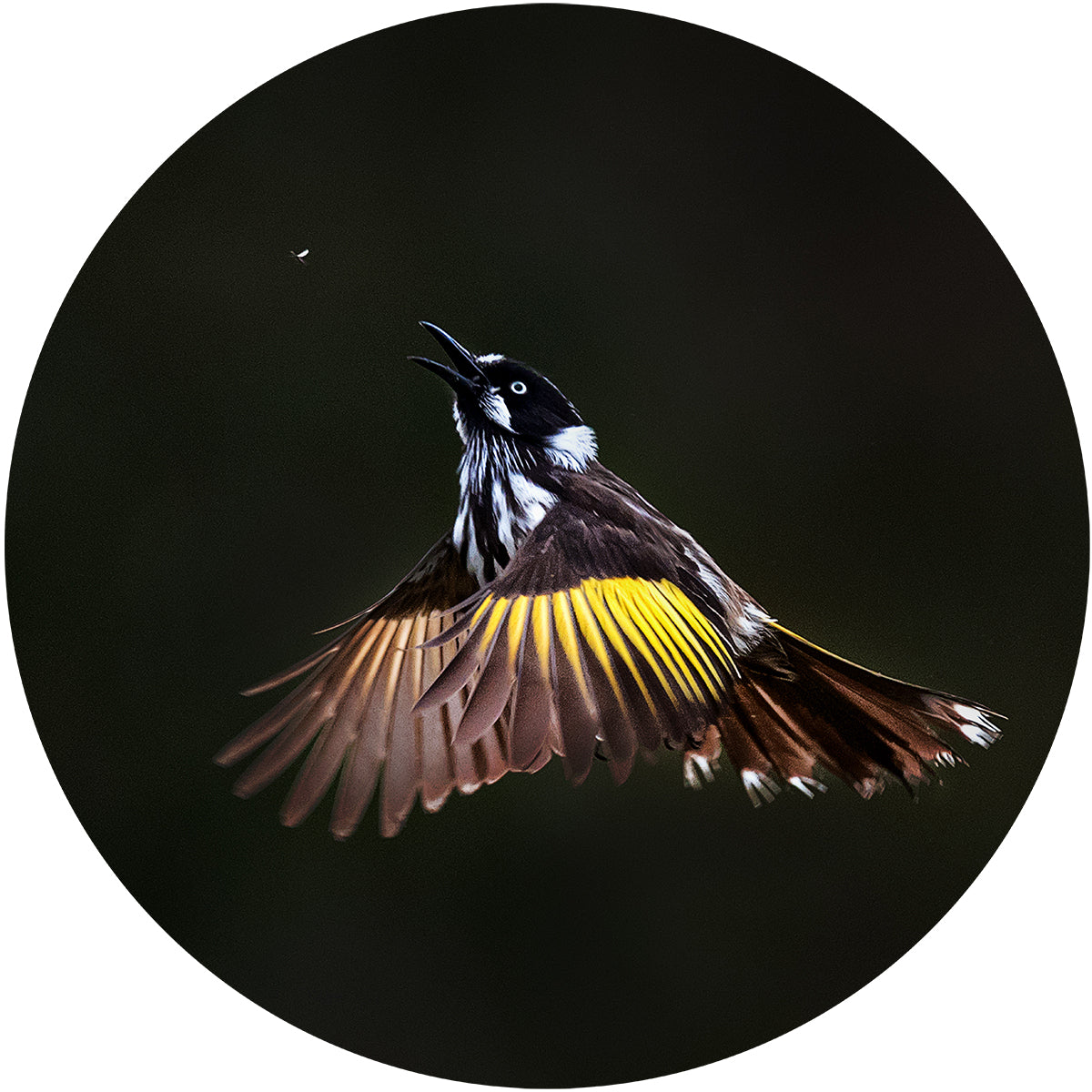 The catch Jigsaw Gallery