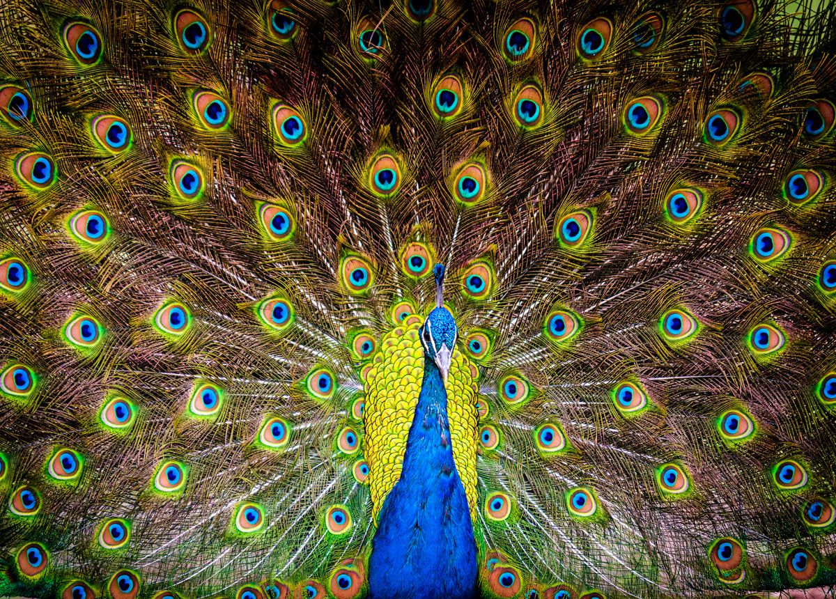 Peacock, Mt Isa – Jigsaw Gallery