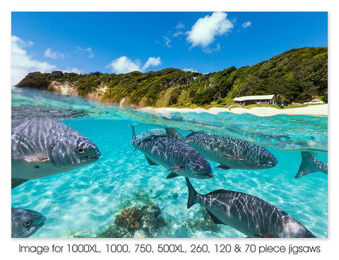 Friendly fish at Neds Beach, Lord Howe Island, NSW