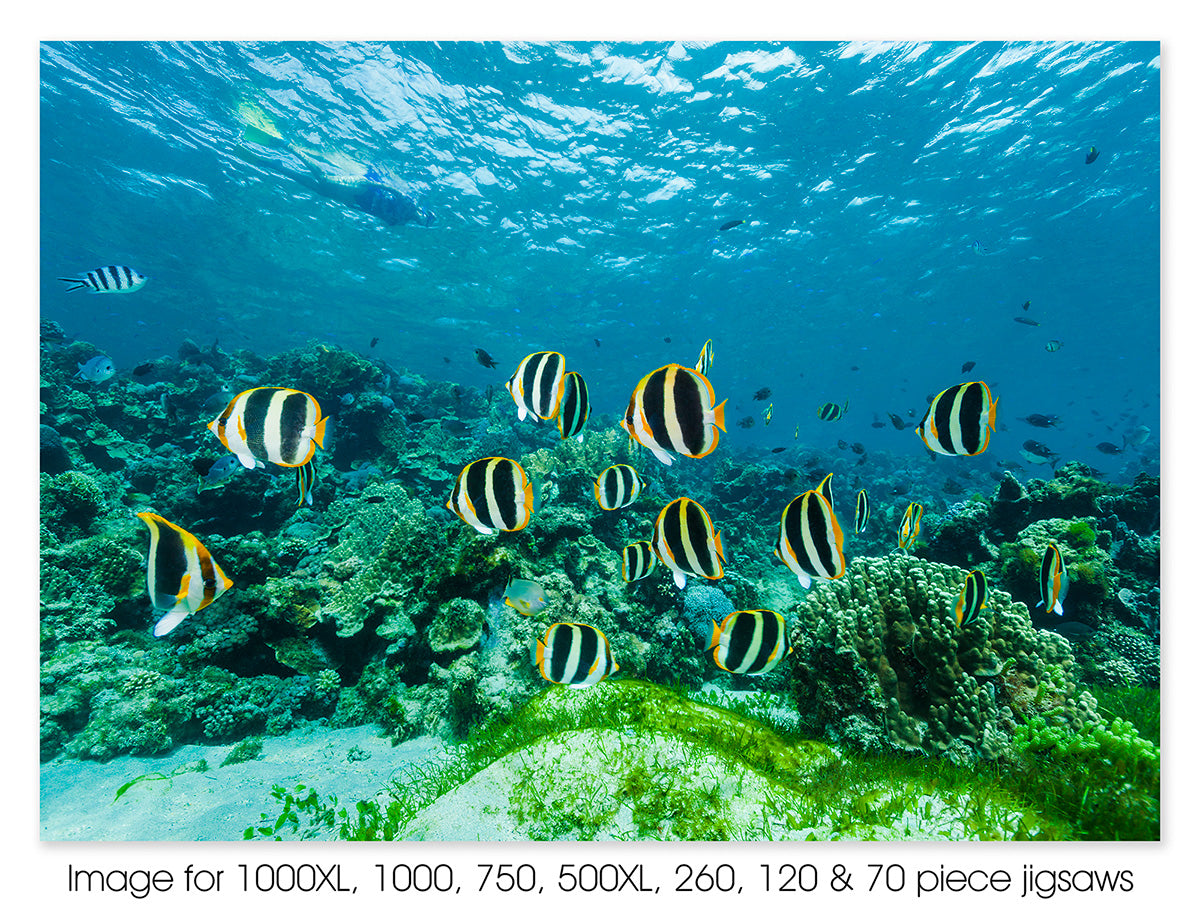 Lagoon fishlife, Lord Howe Island, NSW
