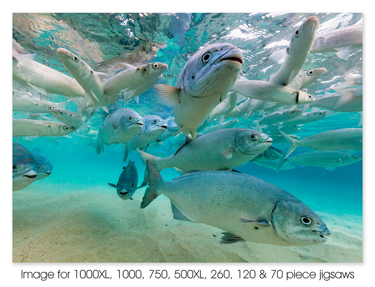 Fishing feeding at Ned's Beach, Lord Howe Island, NSW