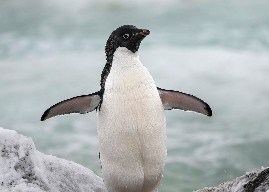 Adelie Penguin – Jigsaw Gallery - Main Image