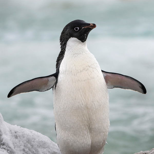 Adelie Penguin