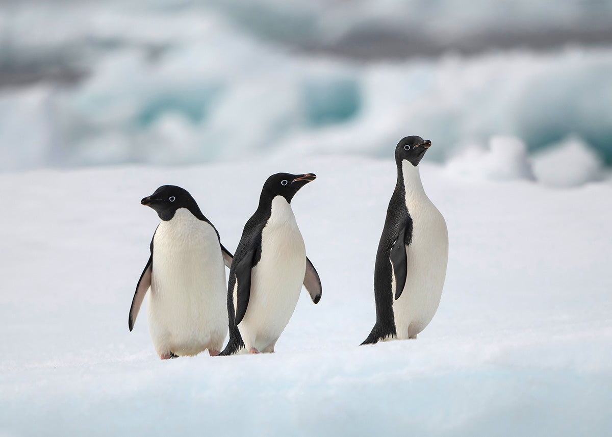 Adelie Penguins