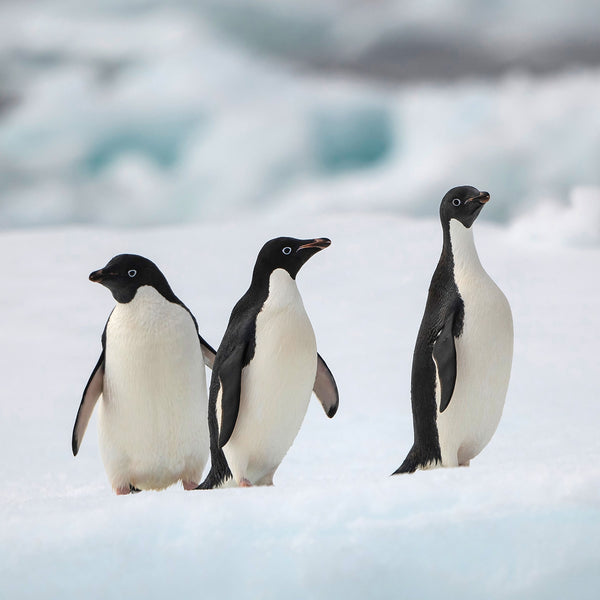 Adelie Penguins