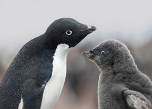 Adelie Penguin with chick