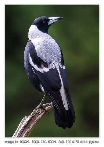 Australian Magpie - Walhalla VIC