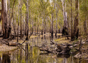 Barmah State Forest Victoria