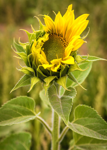 Blooming Sunflower 01