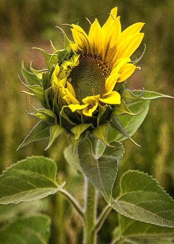 Blooming Sunflower 02