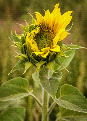 Blooming Sunflower Mosaic