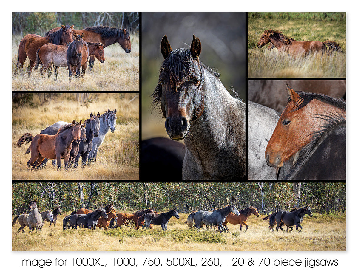 Brumbies, Kosciuszko NP