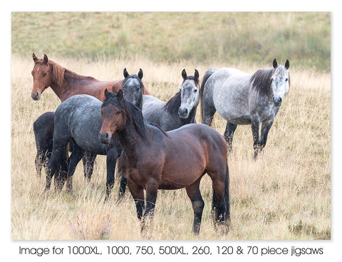 Brumby Herd, Snowy Mountains NSW