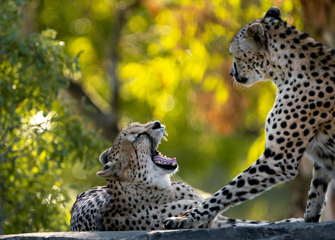 Cheetah Fight