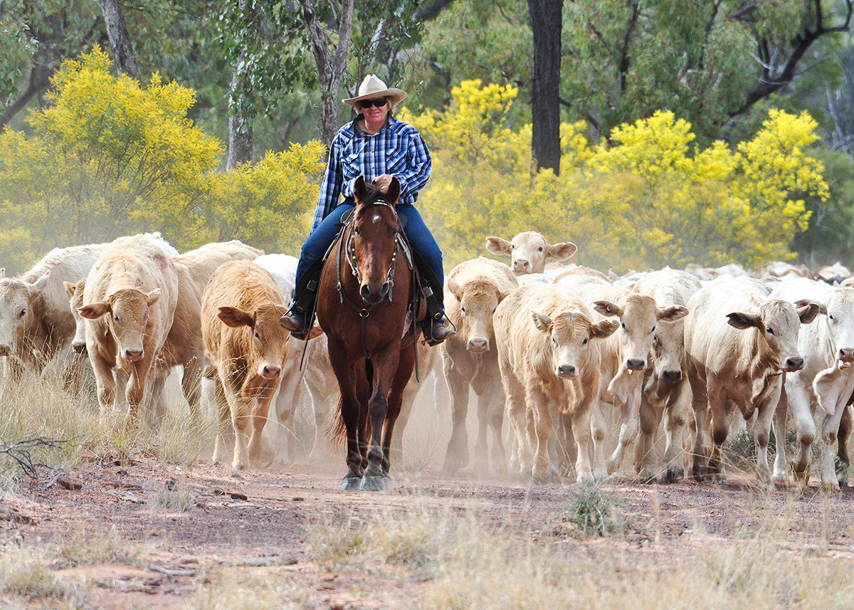 Cowgirl and Her Cattle, Jericho Outback Queensland