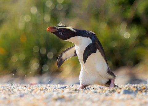 Fiordland Crested Penguin