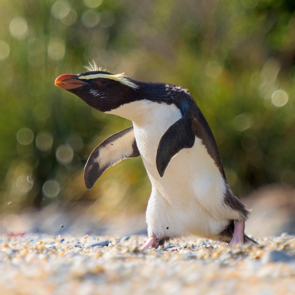 Fiordland Crested Penguin