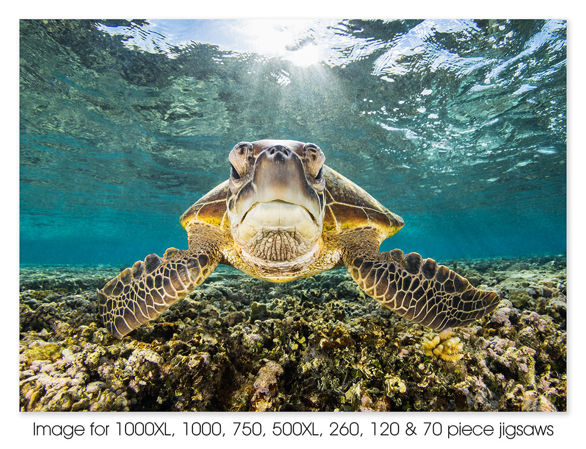 Green sea turtle portrait. Lady Elliot Island, Great Barrier Reef Mari ...