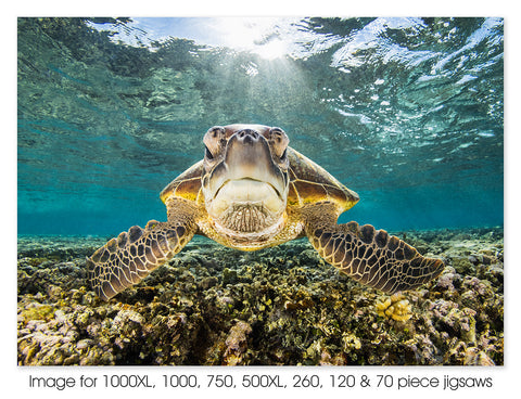 Green sea turtle portrait. Lady Elliot Island, Great Barrier Reef Marine Park, QLD