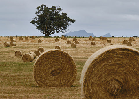 Hay Bales near Penshurst