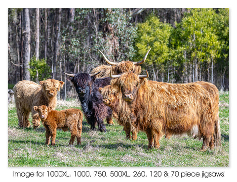 Highland Cows