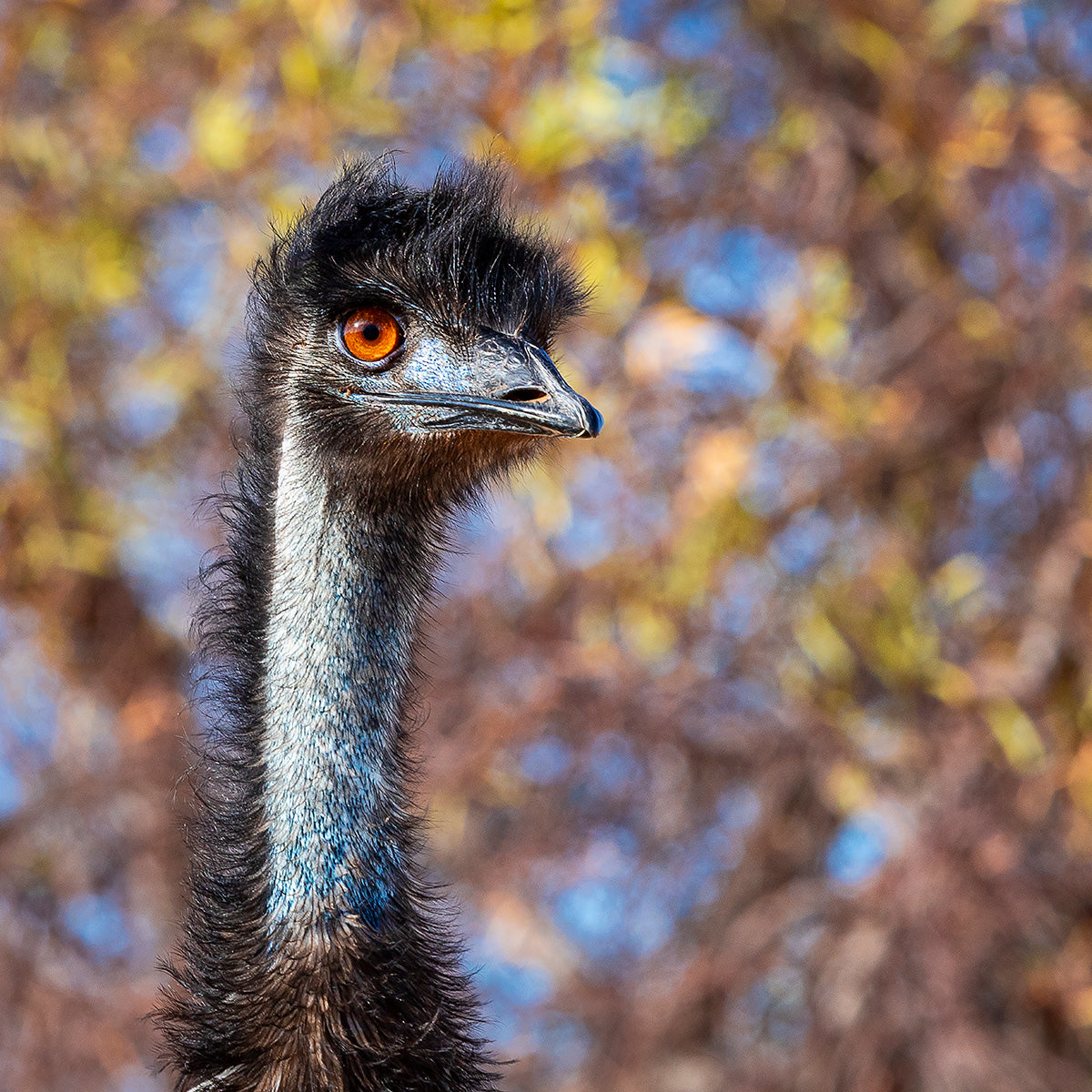 Kalbarri Emu, WA