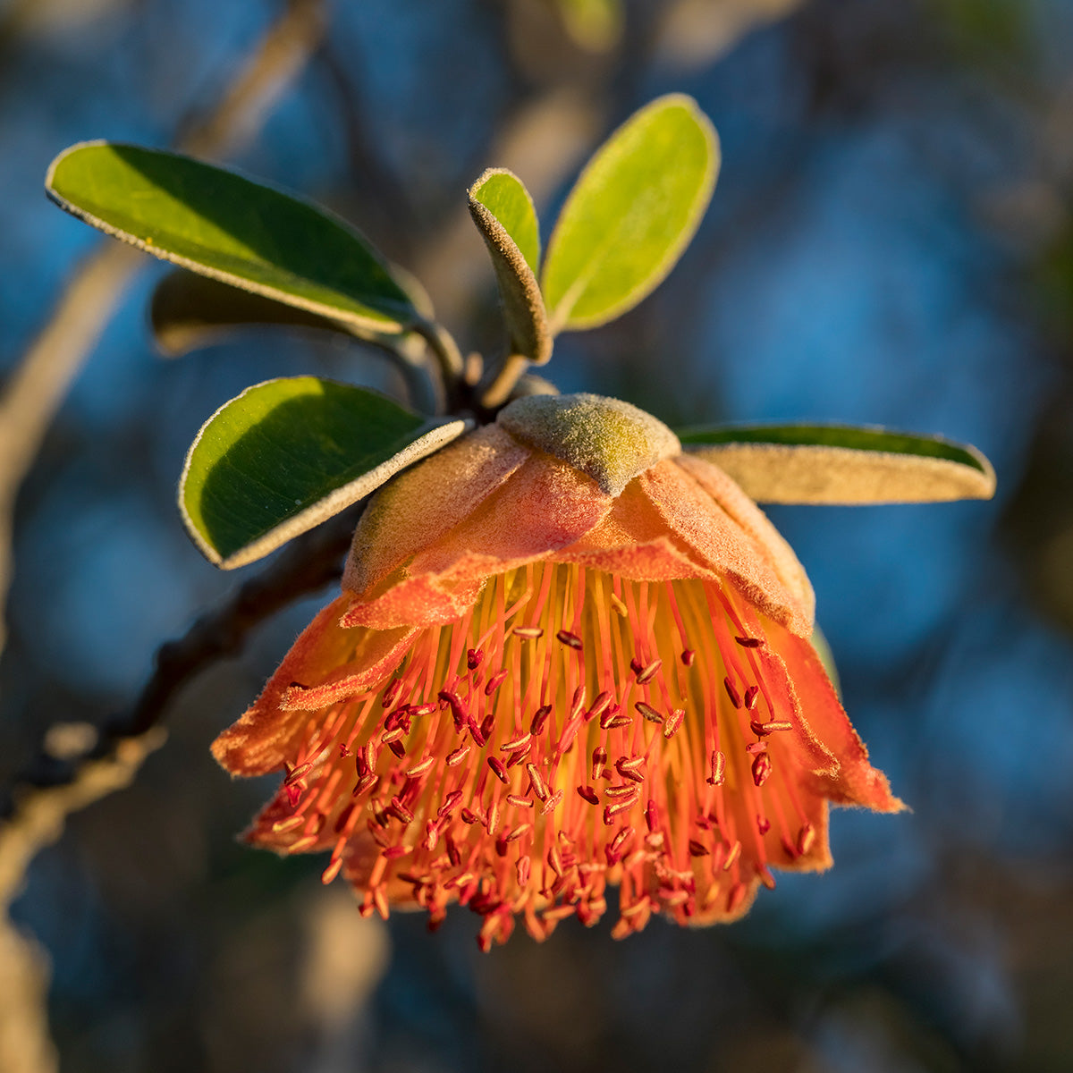 Kalbarri Murchison Rose, WA