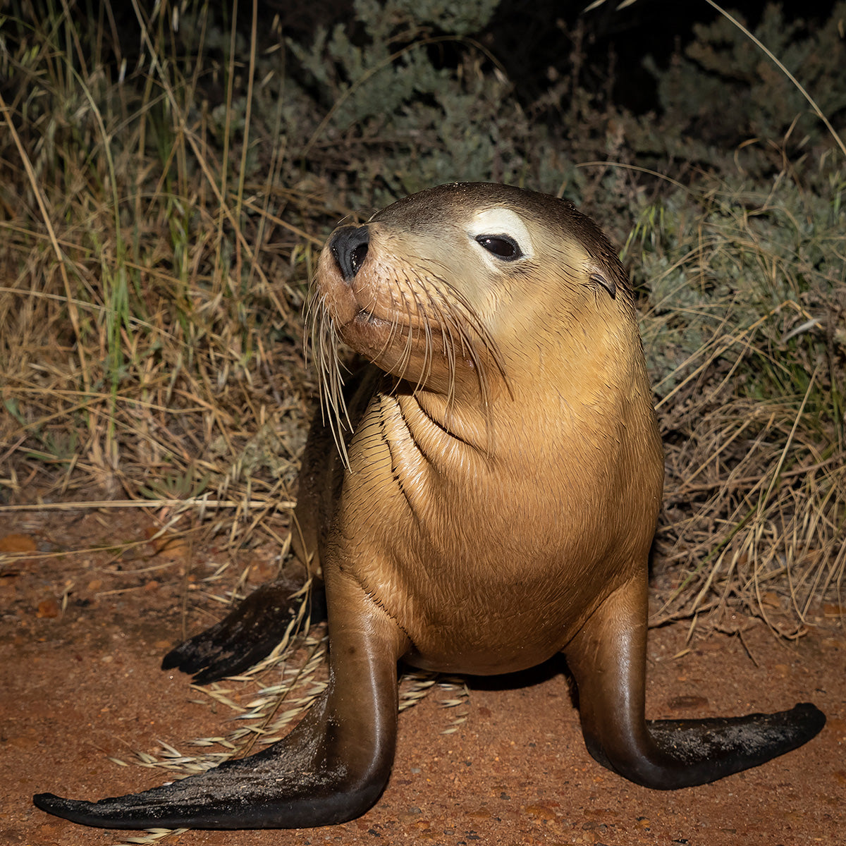 Kalbarri Sammy Seal