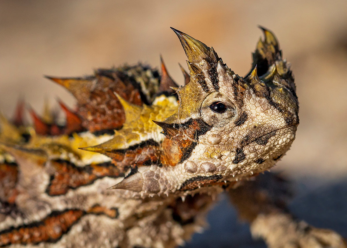 Kalbarri Thorny Devil Close-Up