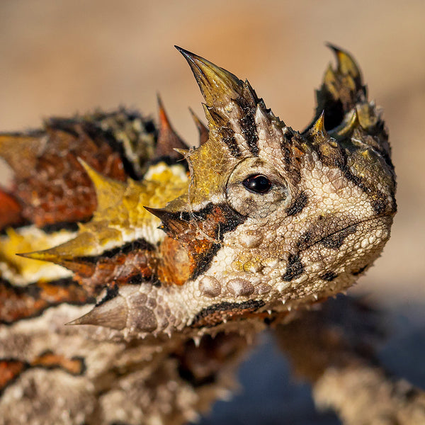 Kalbarri Thorny Devil Close-Up