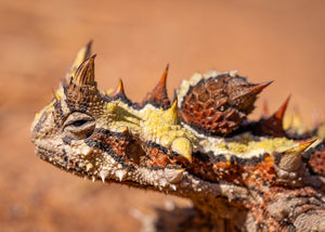 Kalbarri Thorny Devil Cool Dude