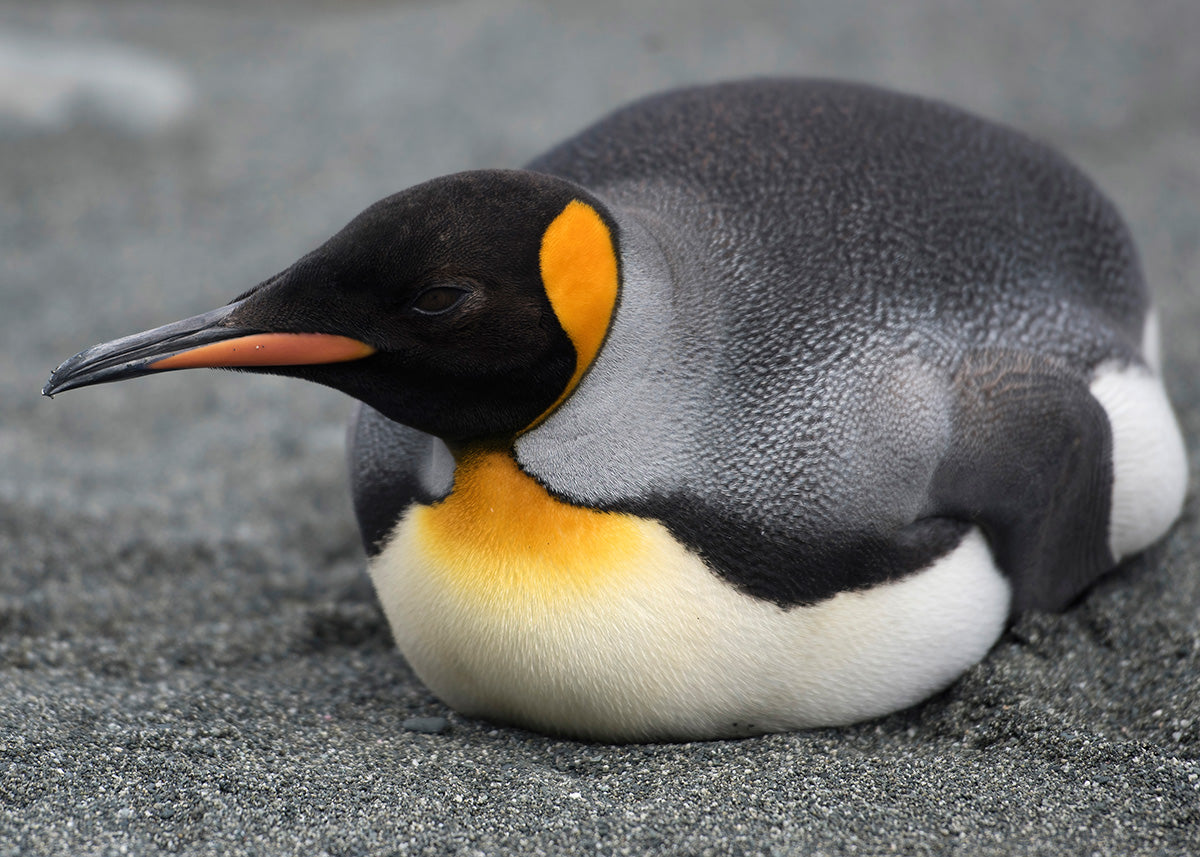 King Penguin 01