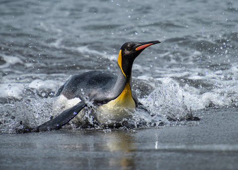 King Penguin 02