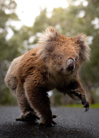 Koala