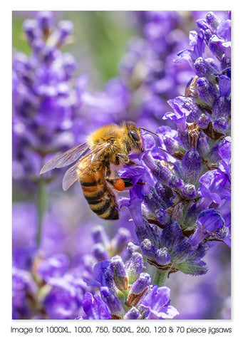 Lavender Bee