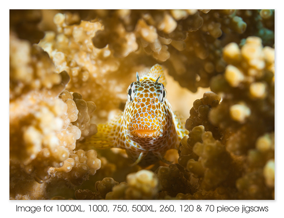 Leopard blenny coral home. Great Barrier Reef Marine Park, QLD