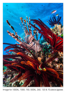 Lionfish at Steve's Bommie, Great Barrier Reef Marine Park, QLD