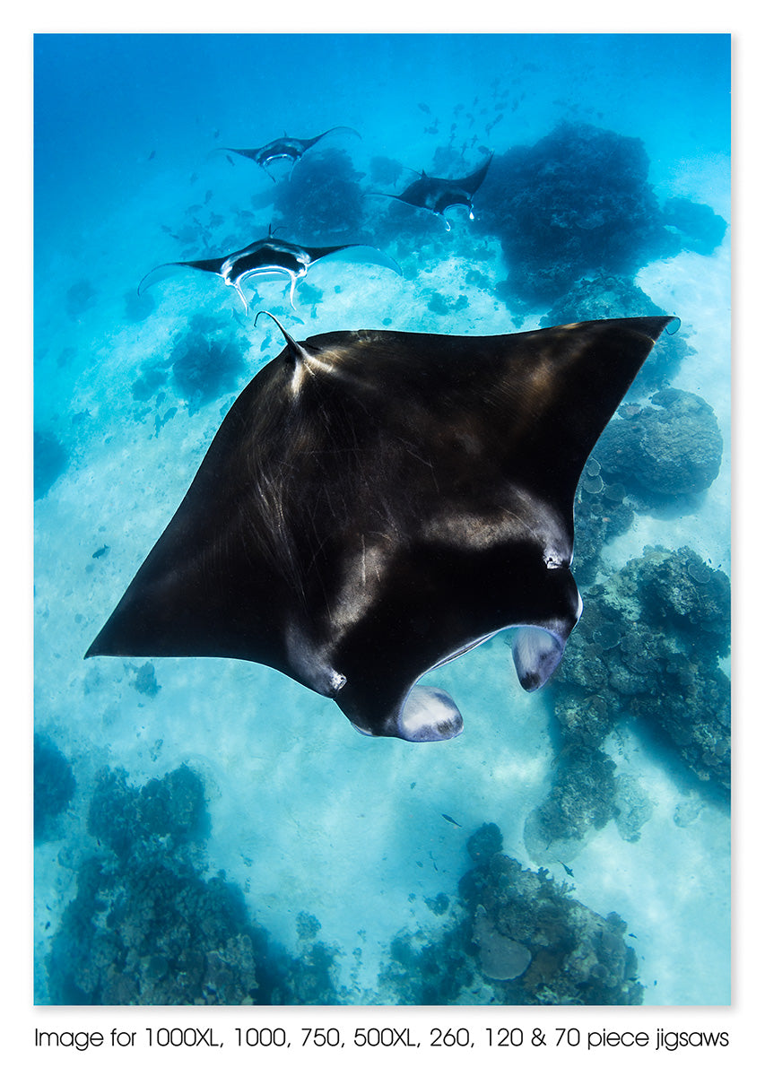 Manta ray train. Lady Elliot Island, Great Barrier Reef Marine Park, QLD