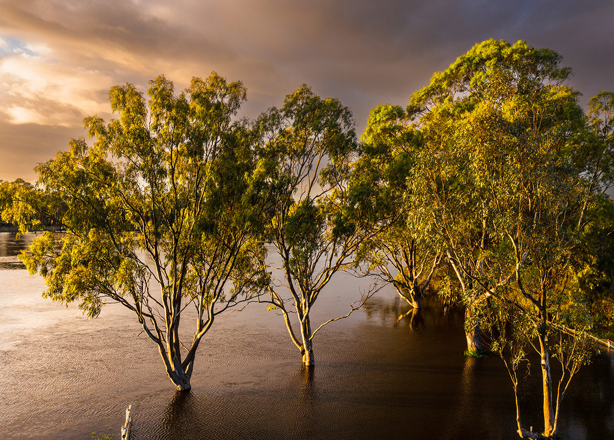 Murray River Floods