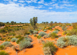 Outback Sand Dunes NT