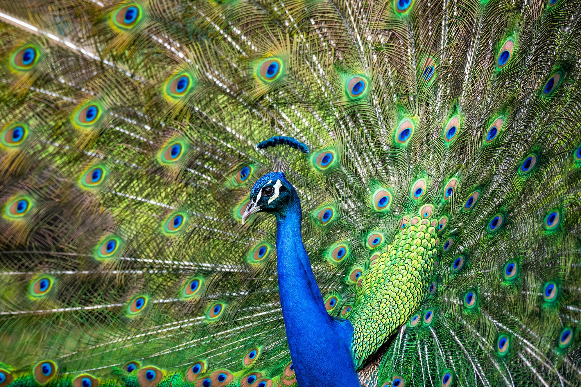 Peacock in Full Display