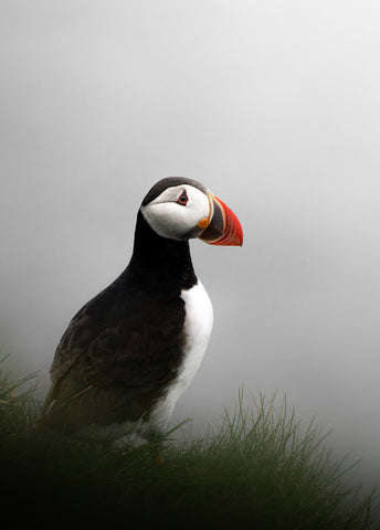 Puffin