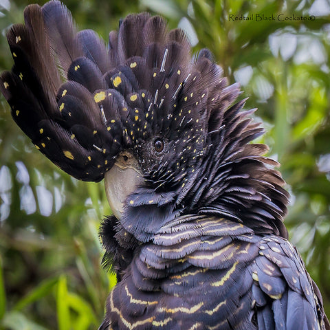 Redtail Black Cockatoo