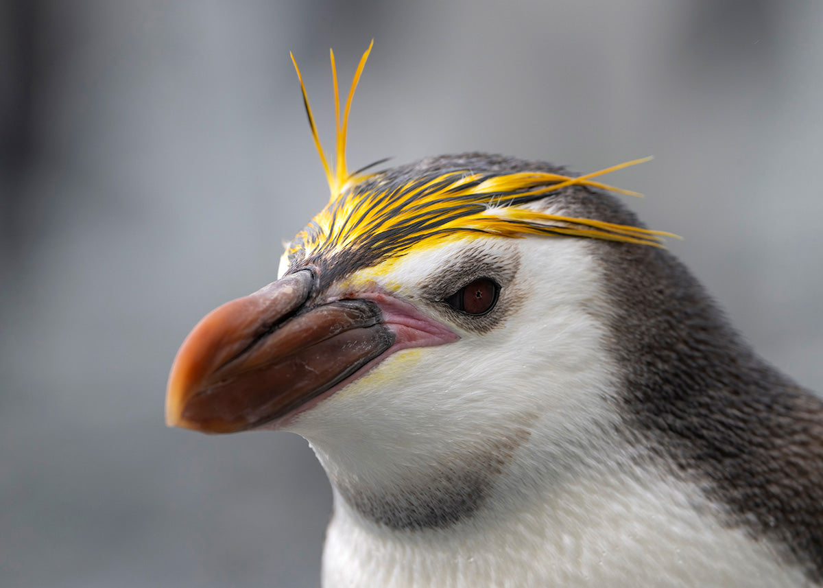 Royal Penguin