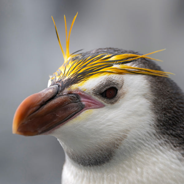 Royal Penguin