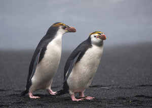 Royal Penguins 02